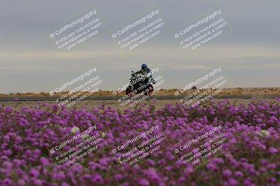 media/Jan-14-2023-SoCal Trackdays (Sat) [[497694156f]]/Turn 14 Exit Bloomig (145pm)/